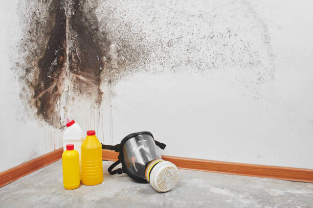 Best Best Mold Removal Companies  in Wahpeton, ND