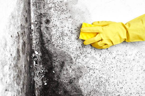 Mold Removal Process in Wahpeton, ND