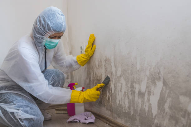 Best Emergency Mold Removal  in Wahpeton, ND
