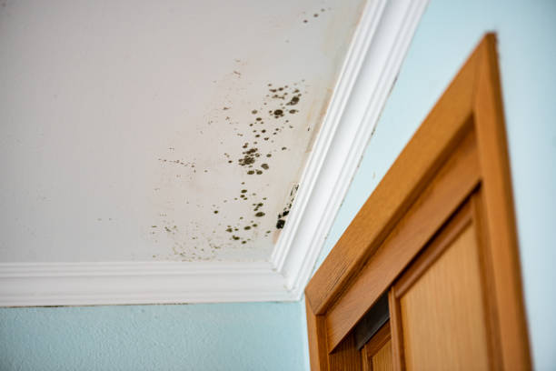 Wahpeton, ND Mold Removal Company