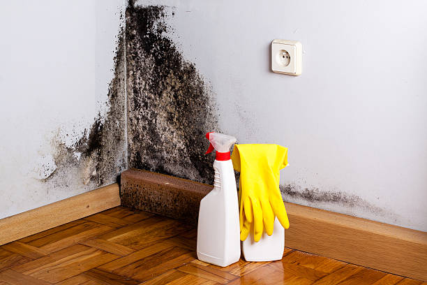 Best Home Mold Removal  in Wahpeton, ND