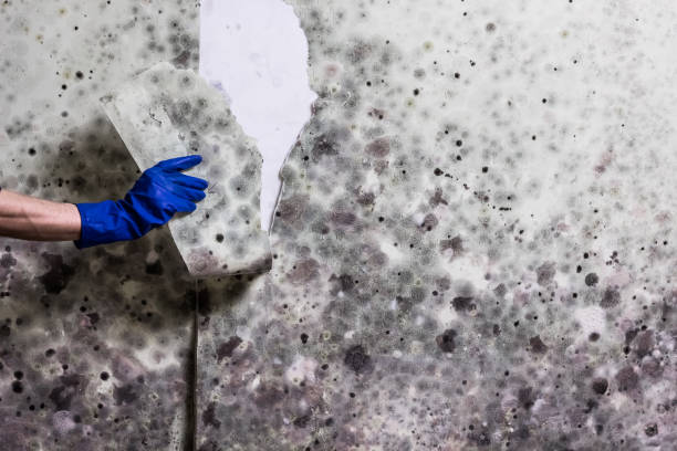Best Crawl Space Mold Removal  in Wahpeton, ND
