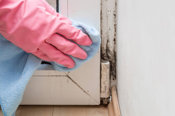 Best Mold Cleaning Services  in Wahpeton, ND