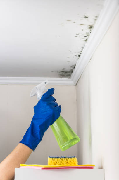 Best Mold Removal Company Near Me  in Wahpeton, ND